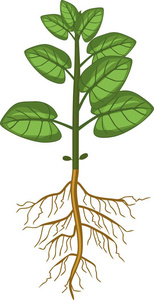 大片绿叶白色背景下大片绿叶和根系的植物照片