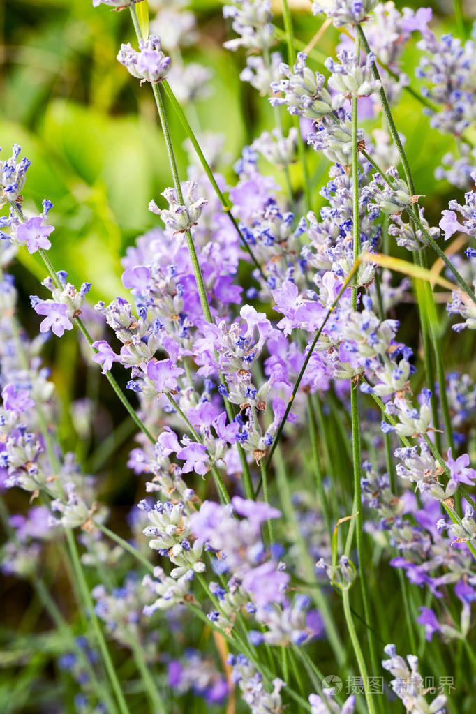 薰衣草花在阳光下,在柔和的焦点上粘贴颜色和模糊的背景.