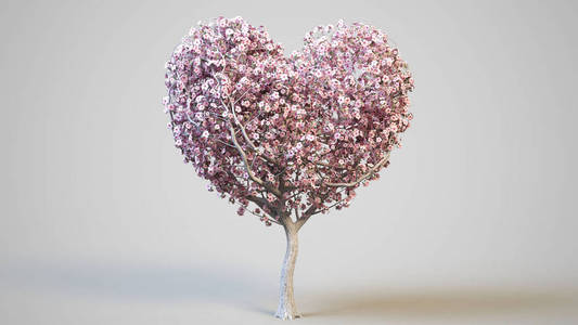 一棵开花的樱花树,有心形的皇冠. 开着粉红色花的樱花照片