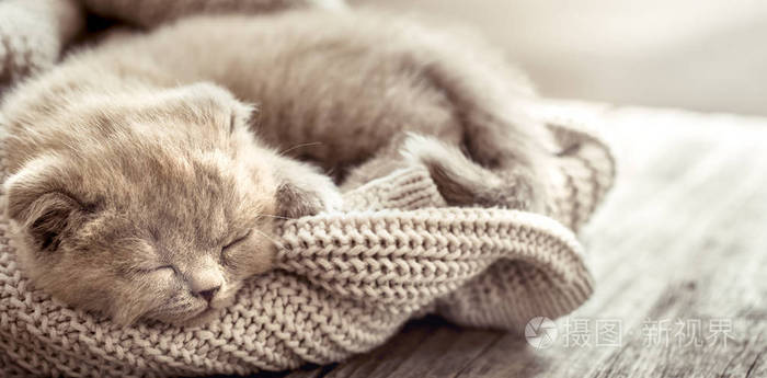 一只毛茸茸的小猫睡在木桌上的针织毛衣上，上面放着文字