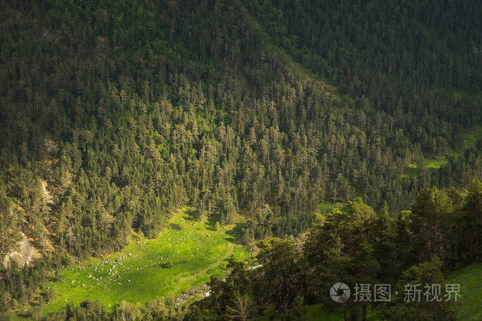 山坡上长满了明亮的绿草和针叶树,在早晨或傍晚的灯光景观背景保护器