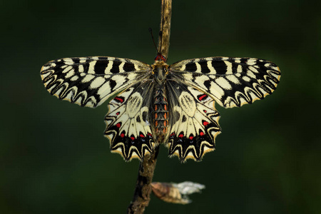 稀有的美丽图片-稀有的美丽素材-稀有的美丽插画-摄图新视界