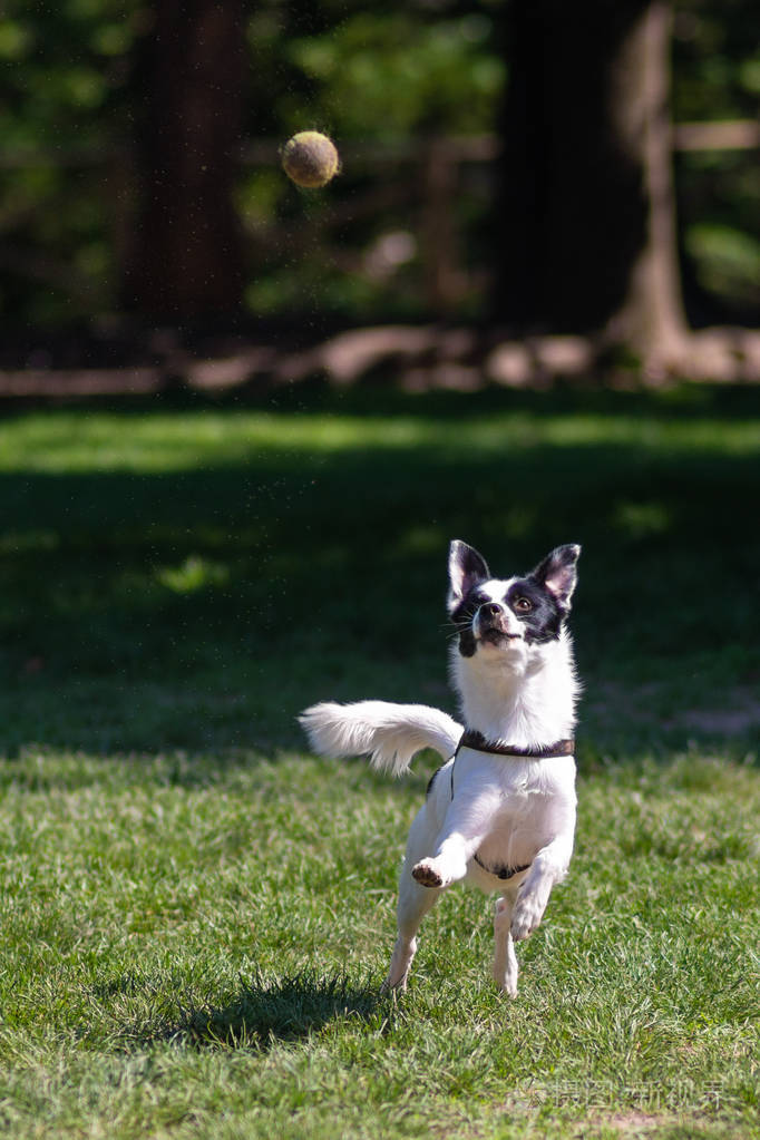 快乐的狗在公园的草地上玩耍