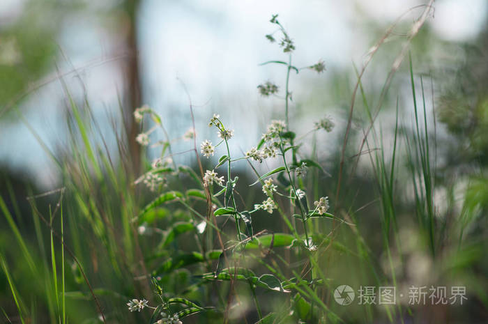 阳光下林中的花草