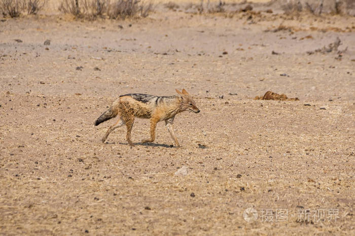 在纳米比亚大草原上行走的黑背豺狼
