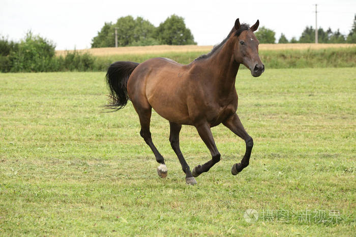 令人惊奇的棕色马独自奔跑
