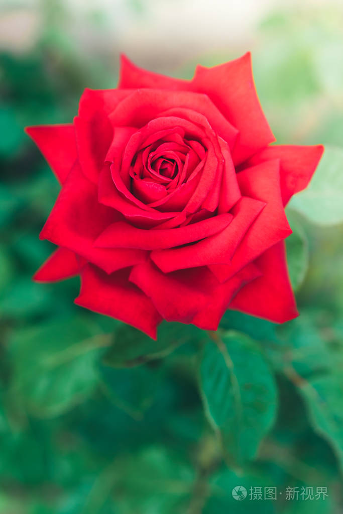 红色的玫瑰花蕾生长在花园里。