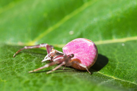 花上的粉红色螃蟹蜘蛛. 蜘蛛船. 蛾科. 选择性聚焦照片