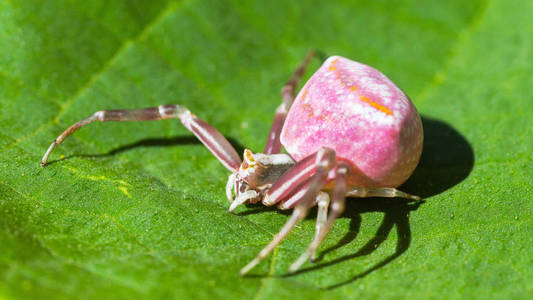 六疣蛛科花上的粉红色螃蟹蜘蛛. 蜘蛛船. 蛾科. 选择性聚焦照片