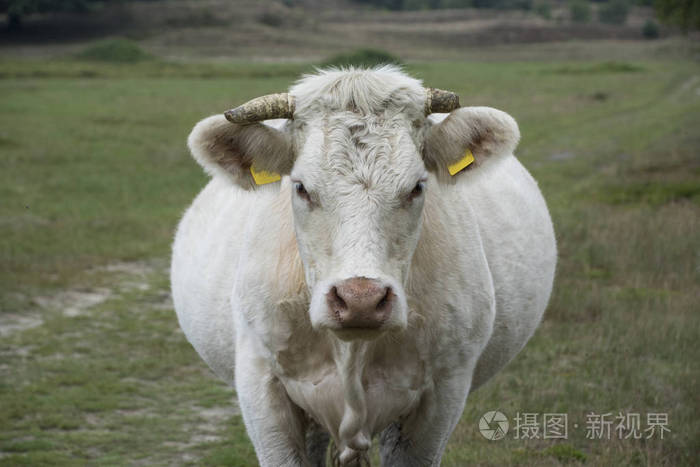 白牛charolais是法国东部勃艮第夏罗利斯地区焦洛利斯附近牛磺酸肉牛