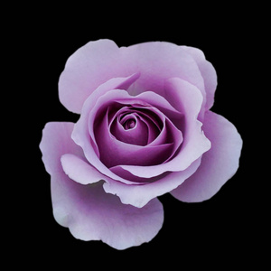 深紫玫瑰背景紫色玫瑰隔离在黑色背景贺卡与豪华玫瑰形象深色色调照片