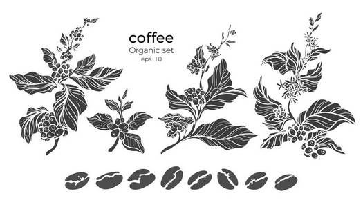 带有咖啡枝豆自然框架的矢量模板在黑色背景上留下花朵 具有逼真设计的符号 花卉艺术线标志圆圈 艺术装饰设计 手工素描 复插画 正版商用图片1sdw7v 摄图新视界