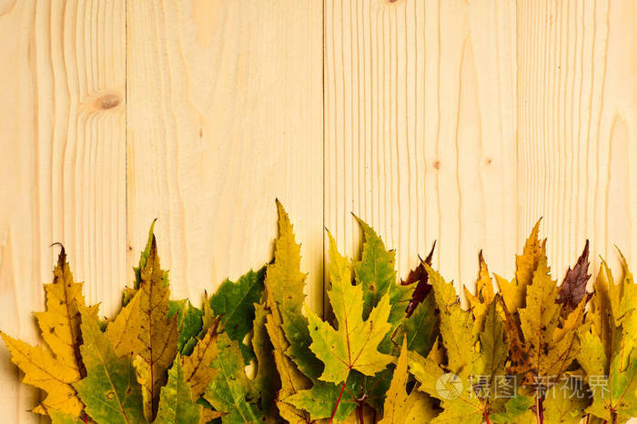 秋天五颜六色的树叶上有木质的质感, 复制空间.天然轻木背景枫干叶