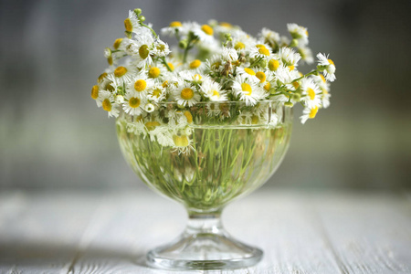 洋甘菊花瓶图片