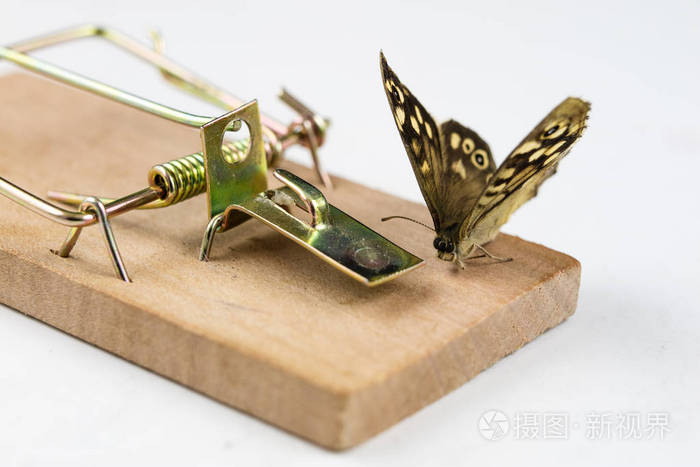 一个捕鼠器和一只蝴蝶坐在上面. 隐喻的昆虫陷阱. 白色背景.