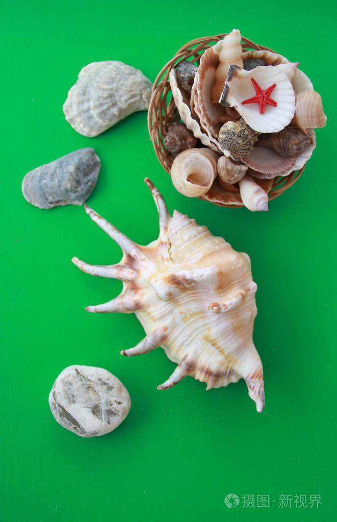绿色背景下的贝壳照片