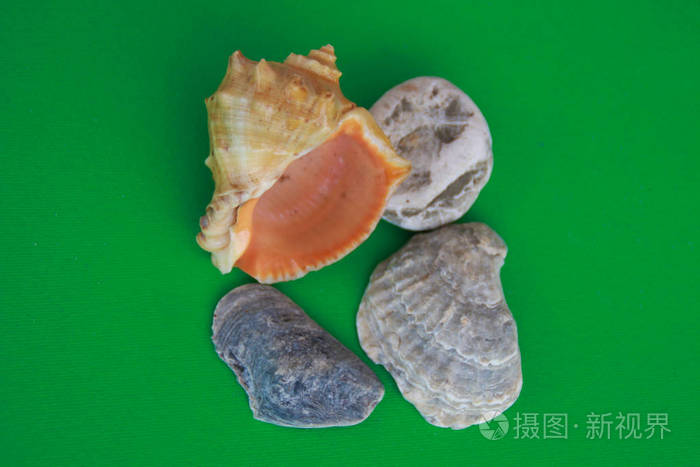 绿色背景下的贝壳照片