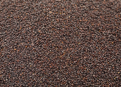 白芥子黄纹芥末-芥子黄瓜和芥子作为泡菜的原料黄纹芥末-芥子白芥子黄