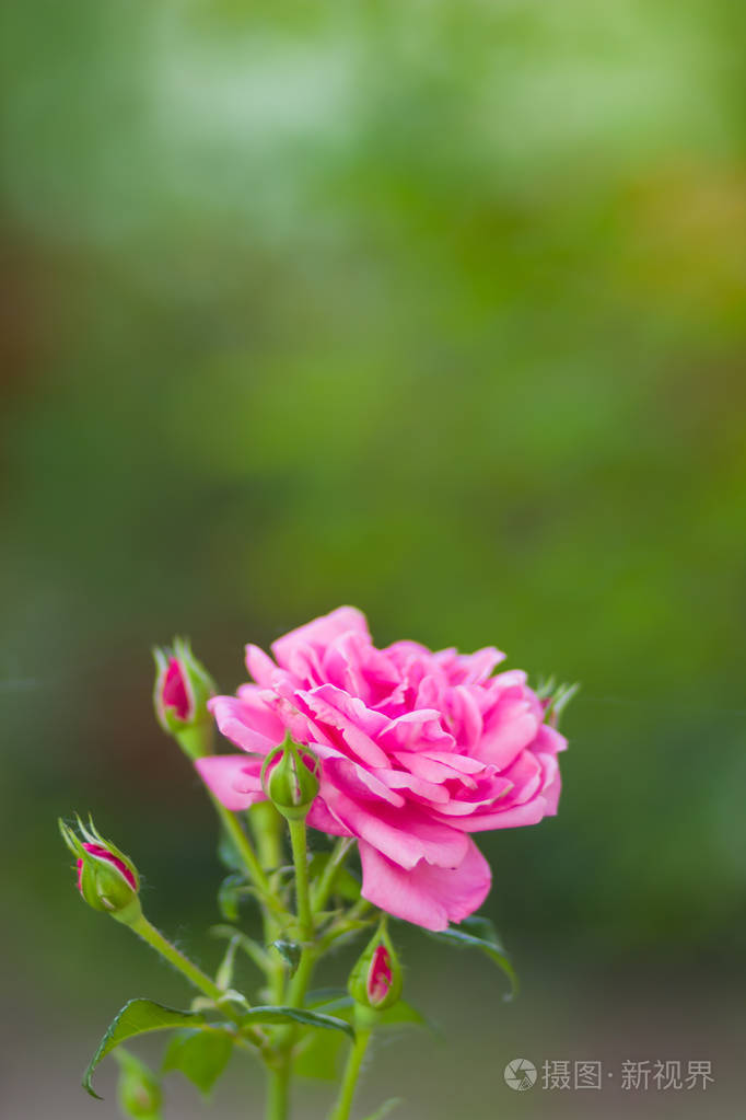 美丽的粉红色玫瑰花在绿色背景上,空白的卡片,节日花束,春天的图案,为