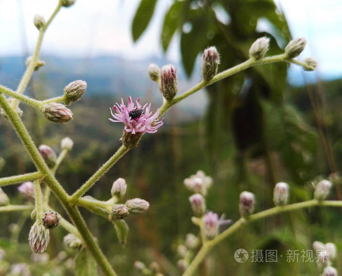 一个小黑虫在一个粉红色的花的花瓣里，在一个有花的树枝上，有花的灯泡，在一个有山的乡村田野的背景下分散了注意力