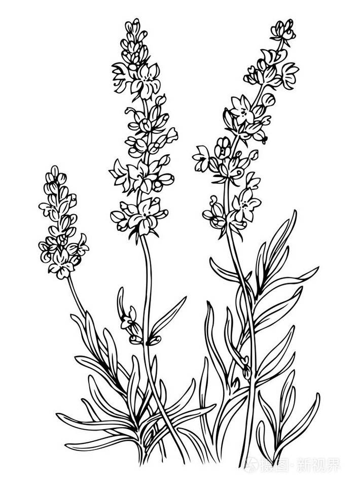 薰衣草,轮廓黑白矢量插图.