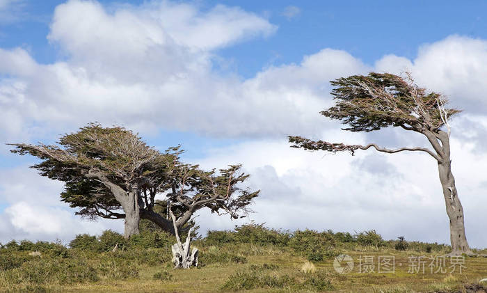 阿根廷巴塔哥尼亚火地岛的旗树.