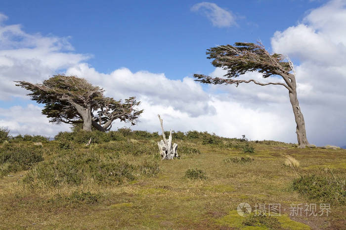 阿根廷巴塔哥尼亚火地岛的旗树.