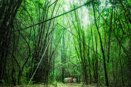泰国国家公园竹林深林图片