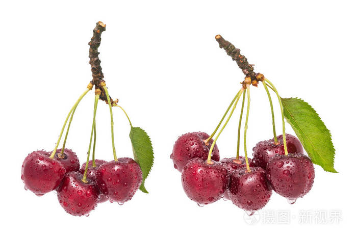两束湿甜樱桃。 普鲁努斯阿维姆。 美丽的红色樱桃浆果，绿叶和水滴。 健康多汁的点心。 完全的景深。 孤立在白色背景上。