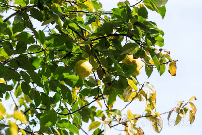日本东京新宿公园一棵树上的黄色苹果选择性聚焦