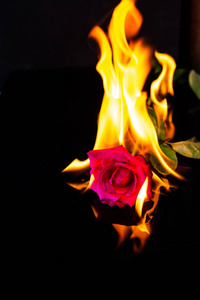 黑色背景上燃烧的玫瑰照片
