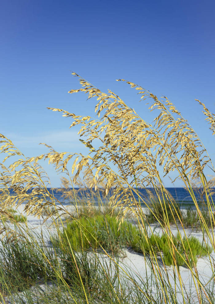 在白色海滩和墨西哥湾的背景下,夏日微风吹拂着成熟的金色海燕麦.