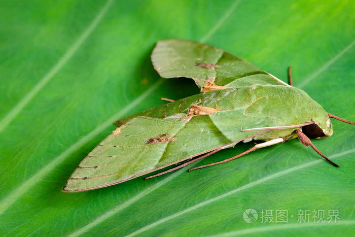 在热带气候下,叶上有一只大尺寸翼展10~12厘米的白蛾科绿蛾毛毛虫.