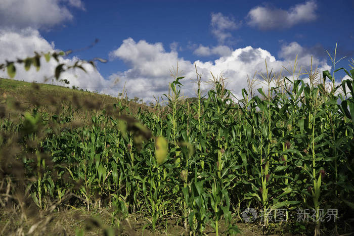 玉米地农业农场景观照片-正版商用图片1sep89-摄图新视界