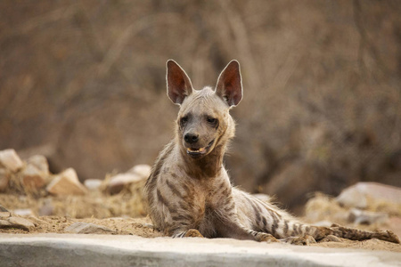 印度邦的条纹鬣狗,鬣狗,鬣狗,哈拉纳,拉贾斯坦邦照片