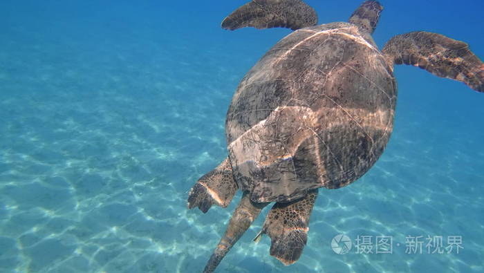海龟游泳在蓝色海水水生动物水下照片