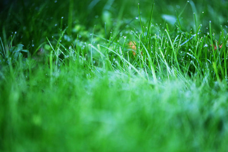 公园绿道公园清晨一片绿油油,滴着露珠的绿草照片