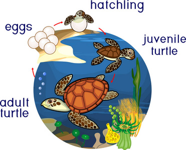 乌龟生长过程图解图片
