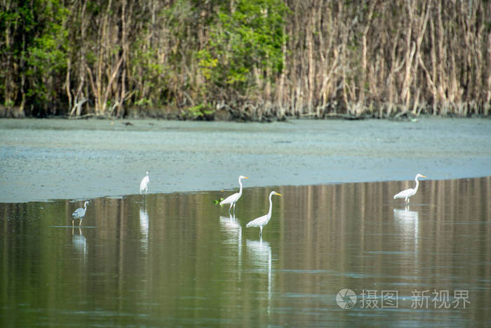 槟城湿地的大白鹭
