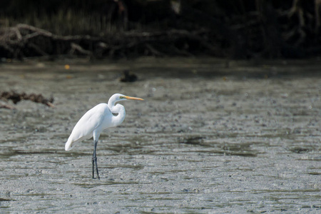 槟城湿地的大白鹭图片