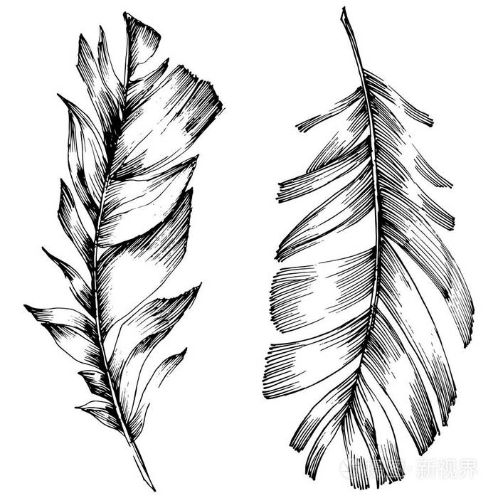 从机翼分离出的矢量鸟羽毛孤立的插图元素矢量羽毛为背景纹理包装图案