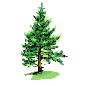 户外杉树图片-户外杉树素材-户外杉树插画-摄图新视界