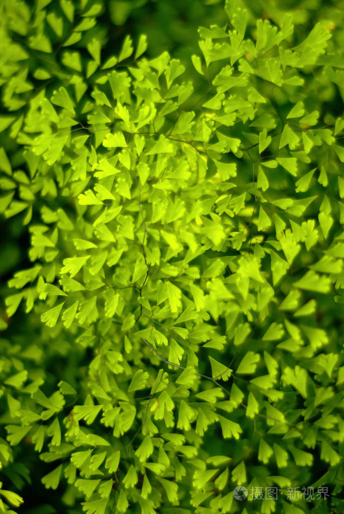 花背景的一套小而明亮的绿色天然蕨类植物小叶