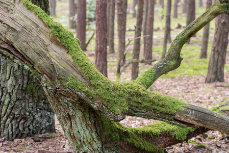 老倒下的树干图片