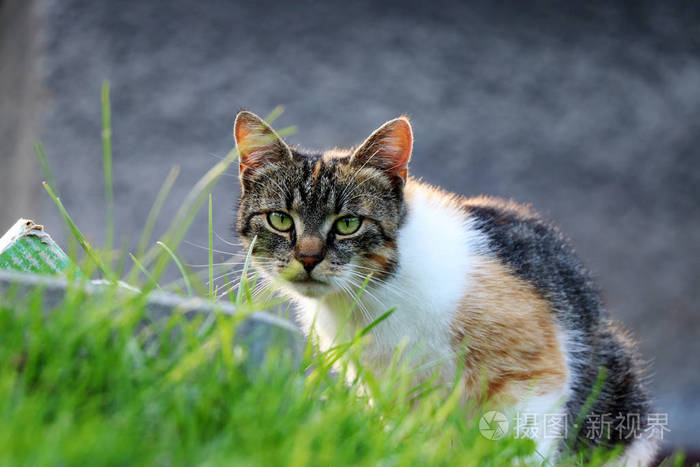 watchfulnessalertness