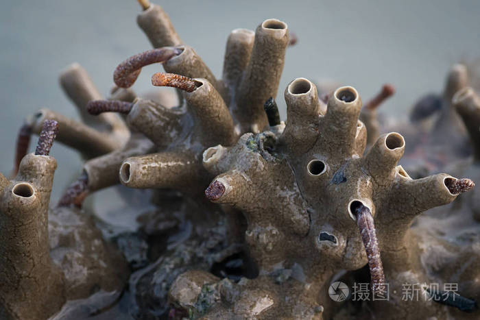 低潮时海草床上的管虫