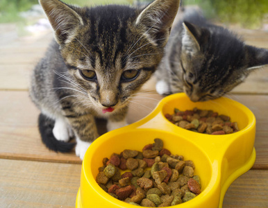 一只小条纹小猫从黄色的碗里吃猫食.塑料板.一只猫的早餐.木制背景.