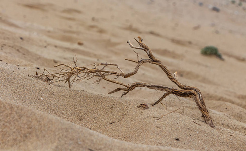 黄沙沙丘上有一条美丽的黄干老曲线,树枝上有一棵树照片