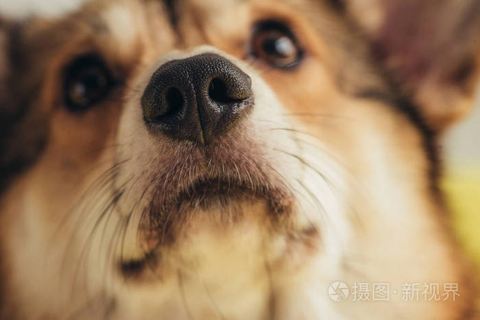 关闭彭布罗克威尔士科吉犬的鼻子