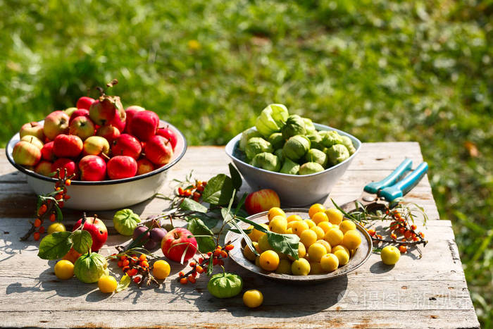 家庭水果和浆果的新鲜收获在花园的木桌上苹果李子锦沙棘在绿色植物的